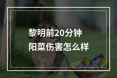 黎明前20分钟阳菜伤害怎么样