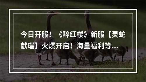 今日开服！《醉红楼》新服【灵蛇献瑞】火爆开启！海量福利等你来享！