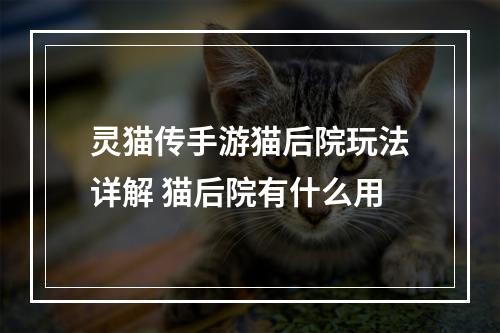 灵猫传手游猫后院玩法详解 猫后院有什么用