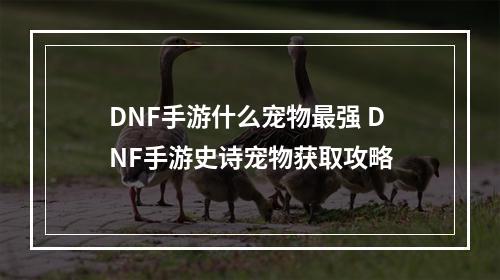 DNF手游什么宠物最强 DNF手游史诗宠物获取攻略