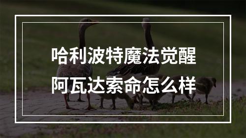 哈利波特魔法觉醒阿瓦达索命怎么样