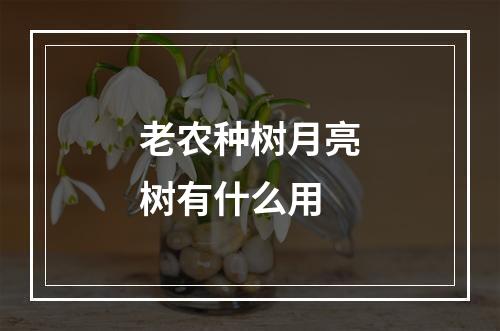 老农种树月亮树有什么用