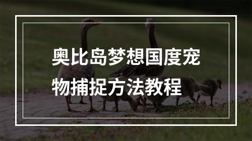 奥比岛梦想国度宠物捕捉方法教程